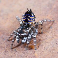 a close up of a spider on the ground