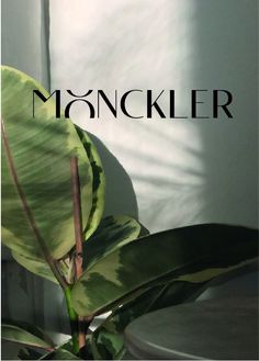 a green plant with the words monckler on it in front of a white wall