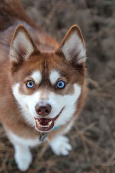 a brown and white dog with blue eyes looking up at the camera while standing on dry grass