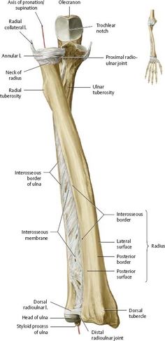 the structure of a long bone and its major structures, including the tibiaplastus