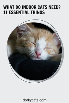 an orange and white cat sleeping on top of a black cushion with the caption what do indoor cats need? 11 essential things