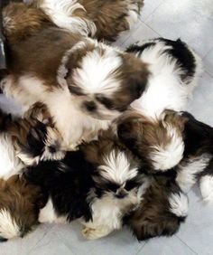 several puppies are huddled together on the floor