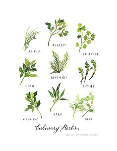 an illustration of herbs and their names