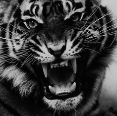 a black and white photo of a tiger with it's mouth open showing teeth