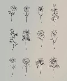 six different types of flowers drawn in black ink on a white paper with grey background