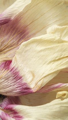 the petals of a pink and yellow flower