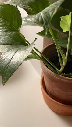 a potted plant sitting on top of a table