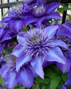 purple flowers are blooming in front of a fence