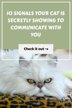 a white cat laying on top of a leopard print blanket with the words 10 signals your cat is silently showing to communicate with you