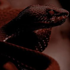 #Redaesthetic #redicon #read #maroon #maroonicon #Darkaesthetic #darkicon #snakeaesthetic #redsnake Maroon Aesthetic, Demon Aesthetic, Pretty Snakes, Snake Wallpaper, Molluscs, Cute Reptiles, Beautiful Snakes, Red Icons:), Snake Tattoo