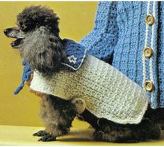 a small dog wearing a sweater and boots