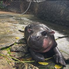 a hippopotamus laying on the ground in its enclosure