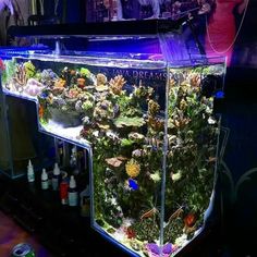 an aquarium filled with lots of different types of plants