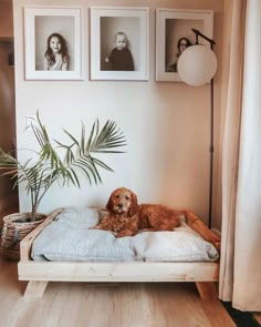 a brown dog laying on top of a bed in a room with pictures above it