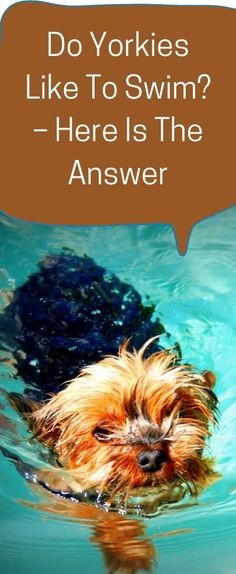 a dog swimming in the water with a speech bubble above it that says do yorkies like to swim? here is the answer