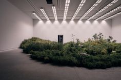 an empty room with plants growing out of the floor and lights above it, in front of a white wall