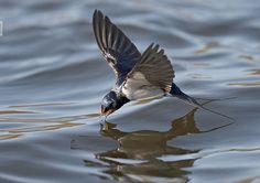 a bird flying over the water with its wings spread