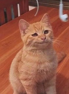 an orange cat sitting on top of a wooden floor