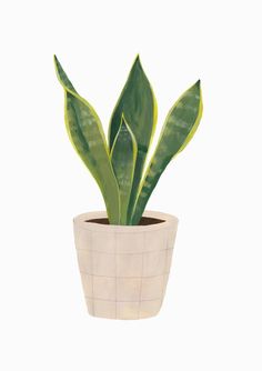 a potted plant with green leaves in it's white flowerpot on a white background