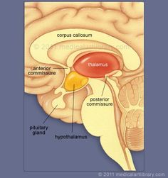 the structure of the human brain and its major structures, including the cerebratorys