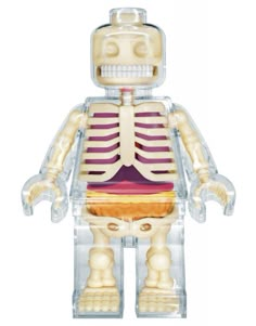 a toy skeleton is shown in the shape of a human body