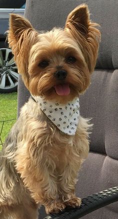 a small brown dog wearing a white bandana sitting on top of a car seat