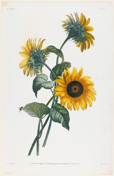 two sunflowers with green leaves and brown centers are shown in this drawing,