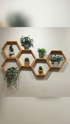 a wall mounted shelf filled with potted plants