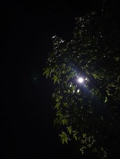 the light shines brightly through the leaves of a tree at night in the dark