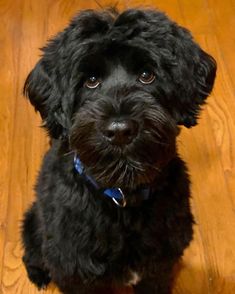 a small black dog sitting on top of a wooden floor