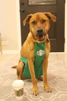 a dog sitting on the floor next to a starbucks cup