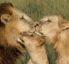 two lions are touching noses in the tall grass, with one lion rubbing its face against the other