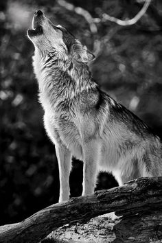 a wolf standing on top of a tree branch