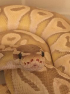 a close up of a snake with its mouth open