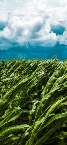 a field full of tall green grass under a cloudy blue sky