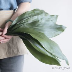 a person holding a large green plant in their hands