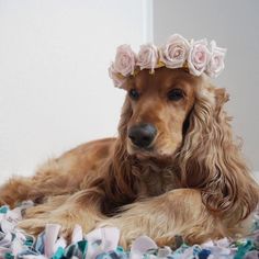 a dog wearing a flower crown on top of it's head sitting on a pile of confetti