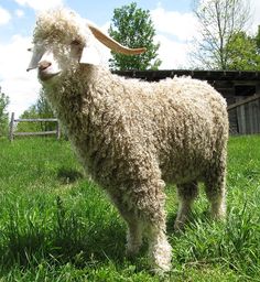 a sheep standing on top of a lush green field next to a wooden fence and building