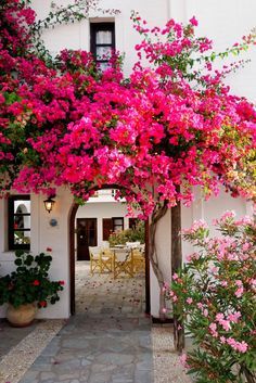 pink flowers are growing on the side of a white building with an archway leading to it