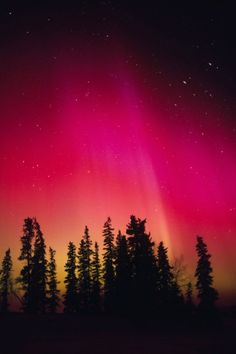 the aurora bore is visible in the sky above some trees