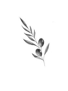 an olive branch with leaves drawn in pencil on a white paper background by artist and photographer laura lee