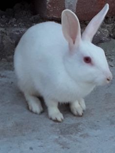 a white rabbit sitting on the ground next to a brick wall and looking at the camera