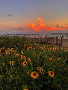 the sun is setting over the beach and flowers are blooming in the foreground