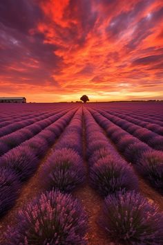 the sun is setting over a lavender field