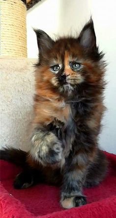 a fluffy kitten sitting on top of a red blanket