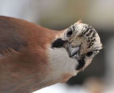 a close up view of a bird's face