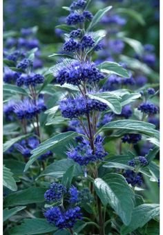 blue flowers with green leaves in the foreground