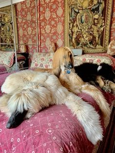 two dogs laying on top of a bed in a room with red and gold wallpaper