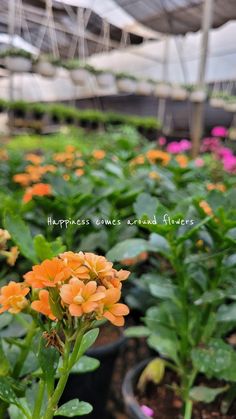 orange and pink flowers in a greenhouse with lots of green leaves on the planters