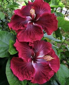 two red flowers with green leaves in the background